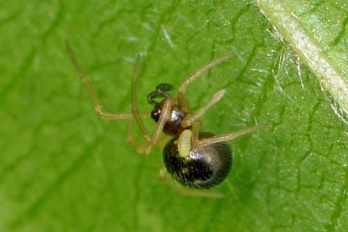 Réf. 229 313 : Neottiura bimaculata